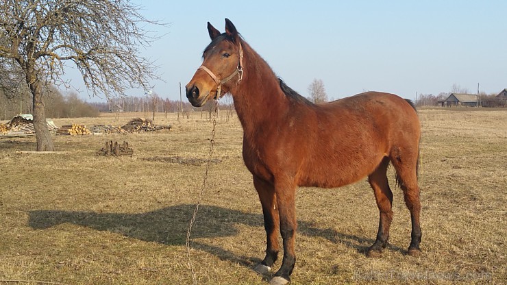 Travelnews.lv redakcija saulainajās Lieldienās ciemojas Latgales zemnieka sētā un Dagdas katoļu baznīcā Travelnews.lv redakcija saulainajās Lieldienās ciemojas Latgales zemnieka sētā un Dagdas katoļu baznīcā 171319