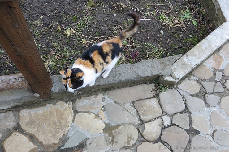 Ukrainā skaistumu un veselību palīdz uzturēt bites un vērtīgais medus 171591