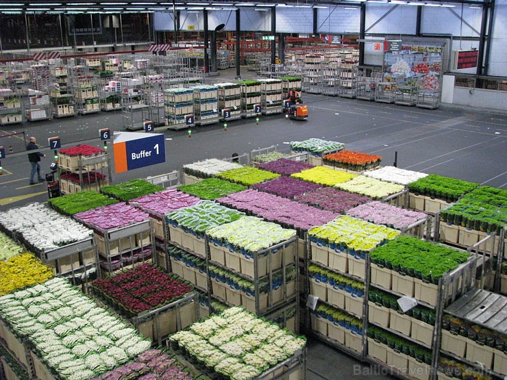 Ziedošie lauki ceļmalās un krāšņais Keikenhofas dārzs, kurā pabijis, šķiet, katrs trešais latvietis, pārsteidz ik pavasari. Foto: Una Griškeviča Ziedošie lauki ceļmalās un krāšņais Keikenhofas dārzs, kurā pabijis, šķiet, katrs trešais latvietis, pārsteidz ik pavasari. Foto: Una Griškeviča 173094