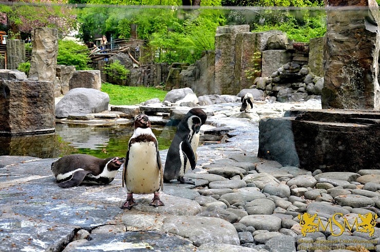 Viena diena tiks veltīta Prāgas zoodārza apmeklējumam. Ne velti Forbes Magazine to nodēvējis par World’s 7th Best Zoo – tajā apskatāmi sarkanie ķengur Viena diena tiks veltīta Prāgas zoodārza apmeklējumam. Ne velti Forbes Magazine to nodēvējis par World’s 7th Best Zoo – tajā apskatāmi sarkanie ķengur 177127