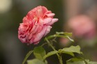 Latvijas Dabas muzejā apskatāma izstāde «Rožu dārzs 2016»