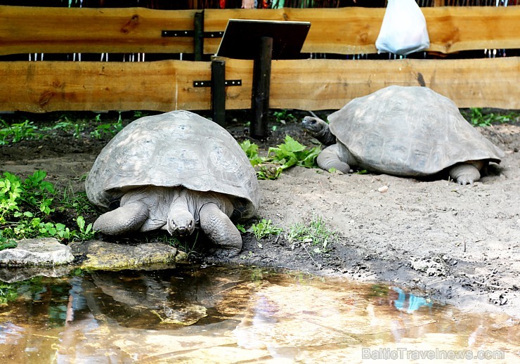 Rīgas zoodārzā jau sešpadsmito reizi norisinājās ikgadējais Galapagu bruņrupuču svēršanas pasākums Rīgas zoodārzā jau sešpadsmito reizi norisinājās ikgadējais Galapagu bruņrupuču svēršanas pasākums 180352