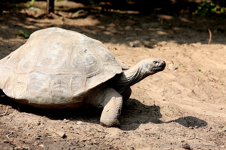 Rīgas zoodārzā jau sešpadsmito reizi norisinājās ikgadējais Galapagu bruņrupuču svēršanas pasākums Rīgas zoodārzā jau sešpadsmito reizi norisinājās ikgadējais Galapagu bruņrupuču svēršanas pasākums 180355
