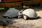 Galapagu bruņrupuči Rīgas zoodārzā pieņēmušies svarā