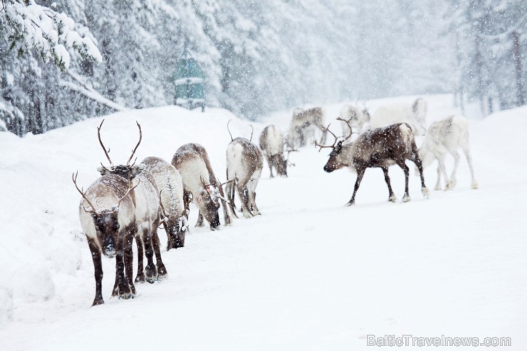 Foto Jörgen Wiklund http://imagebank.sweden.se/search/winter 190979