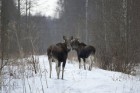 Igaunijas sniegotie skati ieved īstā ziemas pasakā
