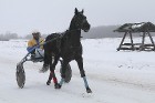 Dagdas hipodromā sacenšas ātrākie Latgales un Lietuvas zirgi