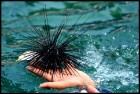 Gaidot pavasari - veldzējies fascinējošajā Adrijas jūrā