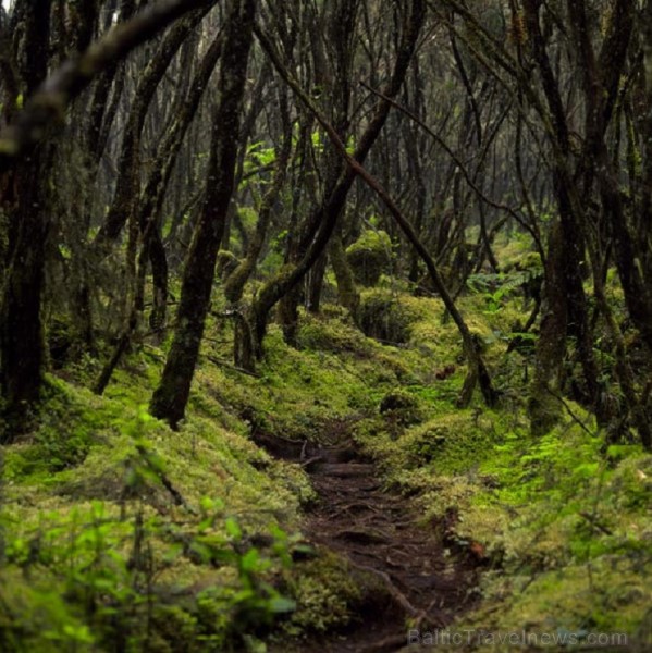 Kilimandžāro nacionālais parks Tanzānijā 202012