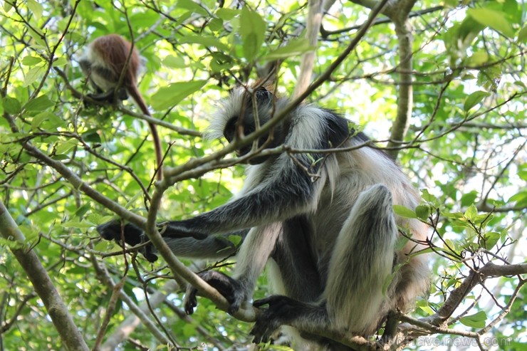 Džozani mežs. Kērka jeb Zanzibāras sarkanais kolobs - endēmiska suga salā. Pirmais un vienīgais Nacionālais parks visā salā un arī pasaulē, kur mīt ši Džozani mežs. Kērka jeb Zanzibāras sarkanais kolobs - endēmiska suga salā. Pirmais un vienīgais Nacionālais parks visā salā un arī pasaulē, kur mīt ši 207441