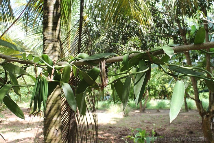 Garšvielu dārzā. Vaniļas koks. Viduslaikos sala kļuva par nozīmīgu vergu, ziloņkaula un garšvielu tirdzniecības centru, tāpēc ne velti Zanzibāra tiek Garšvielu dārzā. Vaniļas koks. Viduslaikos sala kļuva par nozīmīgu vergu, ziloņkaula un garšvielu tirdzniecības centru, tāpēc ne velti Zanzibāra tiek 207450