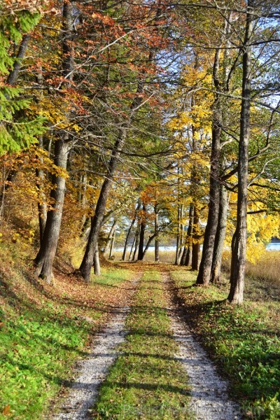 Alūksnē jau var izbaudīt Zelta rudeni. Foto: Elīna Dambe. 208526