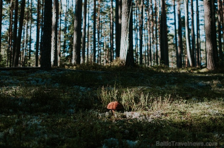 Alūksnē jau var izbaudīt Zelta rudeni. Foto: Paula Zariņa. 208540