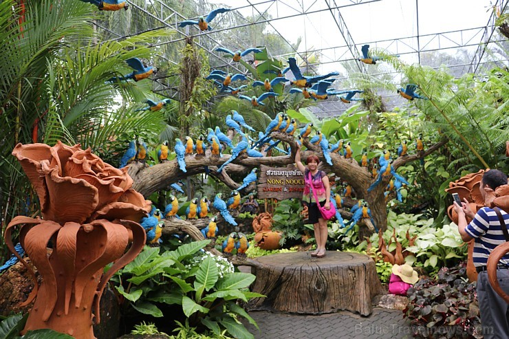 Travelnews.lv kopā ar «365 brīvdienas» un «Turkish Airlines» iepazīst tropu botānisko dārzu «Nong Nooch Tropical Garden» Travelnews.lv kopā ar «365 brīvdienas» un «Turkish Airlines» iepazīst tropu botānisko dārzu «Nong Nooch Tropical Garden» 208695