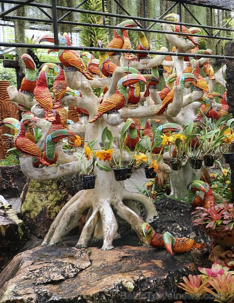 Travelnews.lv kopā ar «365 brīvdienas» un «Turkish Airlines» iepazīst tropu botānisko dārzu «Nong Nooch Tropical Garden» Travelnews.lv kopā ar «365 brīvdienas» un «Turkish Airlines» iepazīst tropu botānisko dārzu «Nong Nooch Tropical Garden» 208707