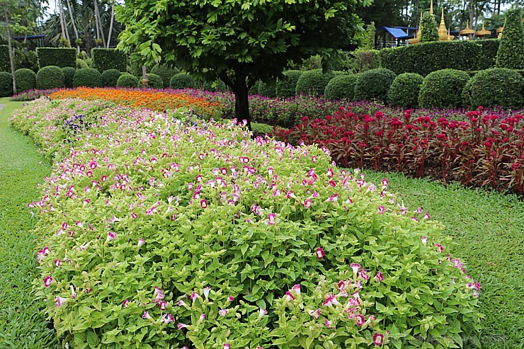 Travelnews.lv kopā ar «365 brīvdienas» un «Turkish Airlines» iepazīst tropu botānisko dārzu «Nong Nooch Tropical Garden» Travelnews.lv kopā ar «365 brīvdienas» un «Turkish Airlines» iepazīst tropu botānisko dārzu «Nong Nooch Tropical Garden» 208867