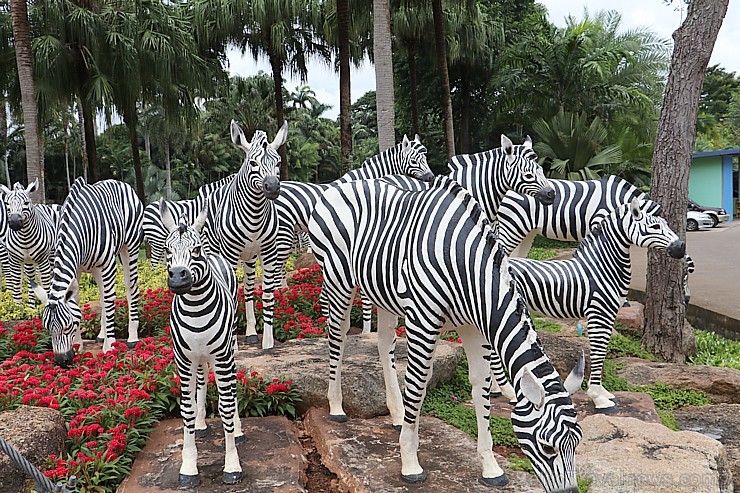 Travelnews.lv kopā ar «365 brīvdienas» un «Turkish Airlines» iepazīst tropu botānisko dārzu «Nong Nooch Tropical Garden» Travelnews.lv kopā ar «365 brīvdienas» un «Turkish Airlines» iepazīst tropu botānisko dārzu «Nong Nooch Tropical Garden» 208884