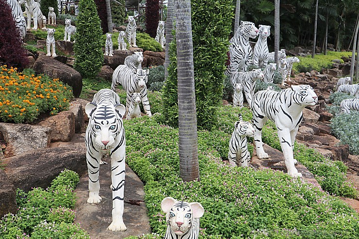 Travelnews.lv kopā ar «365 brīvdienas» un «Turkish Airlines» iepazīst tropu botānisko dārzu «Nong Nooch Tropical Garden» Travelnews.lv kopā ar «365 brīvdienas» un «Turkish Airlines» iepazīst tropu botānisko dārzu «Nong Nooch Tropical Garden» 208890