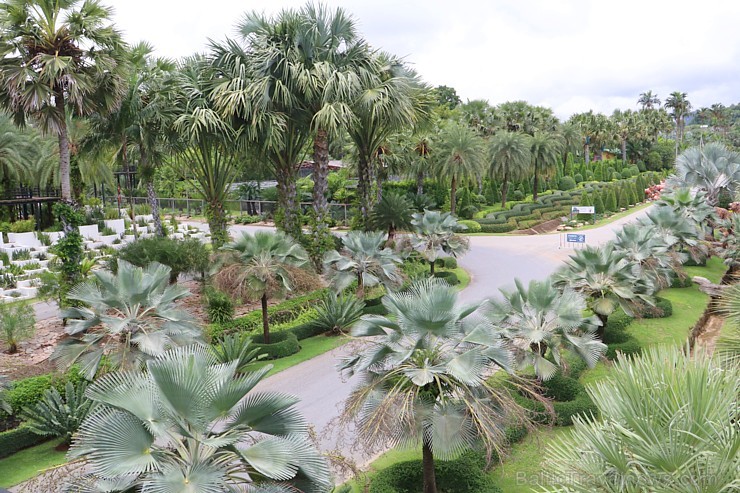 Travelnews.lv kopā ar «365 brīvdienas» un «Turkish Airlines» iepazīst tropu botānisko dārzu «Nong Nooch Tropical Garden» Travelnews.lv kopā ar «365 brīvdienas» un «Turkish Airlines» iepazīst tropu botānisko dārzu «Nong Nooch Tropical Garden» 208951