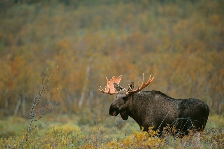 Iepazīsti Zviedrijas dabas dažādību. Foto: Staffan Widstrand/imagebank.sweden.se 218771