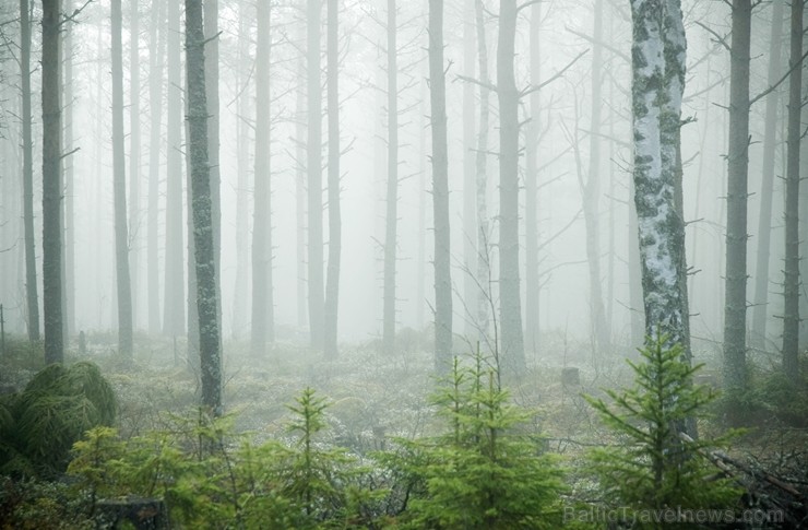 Iepazīsti Zviedrijas dabas dažādību. Foto: Sara Ingman/imagebank.sweden.se 218775