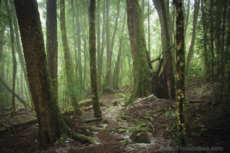 Iepazīsti skaisto Tasmanijas salu Austrālijā. Foto: Tasmanian Walking Company / Great Walks of Australia Iepazīsti skaisto Tasmanijas salu Austrālijā. Foto: Tasmanian Walking Company / Great Walks of Australia 219394