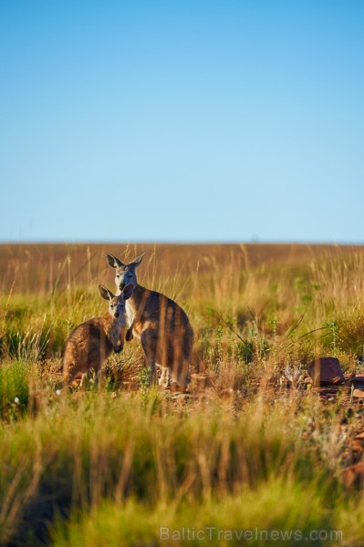 Iepazīsti krāšņos Dienvidaustrālijas plašumus. Foto: South Australian Tourism Commission 219938