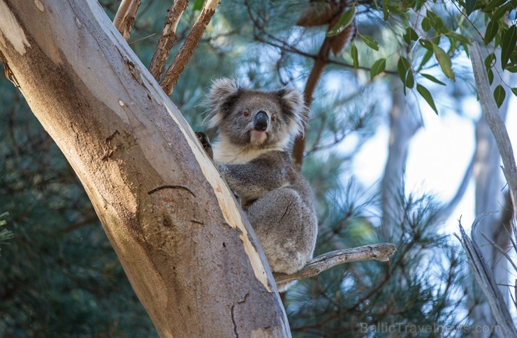 Iepazīsti krāšņos Dienvidaustrālijas plašumus. Foto: Tourism Australia 219939