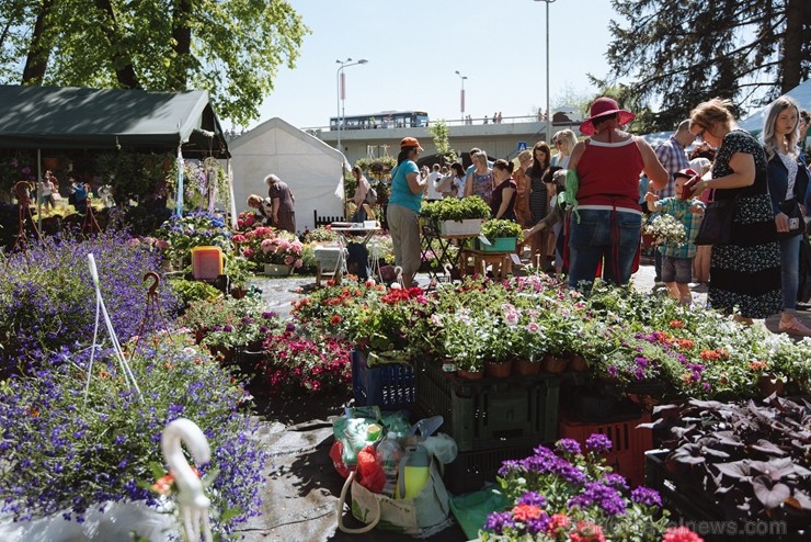 Jelgavas pilsētā notiek Latvijas Stādu dienas 222800
