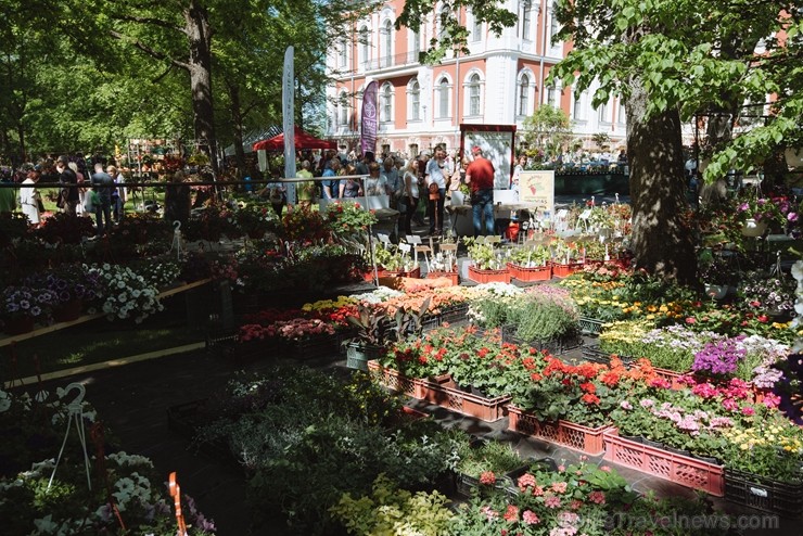 Jelgavas pilsētā notiek Latvijas Stādu dienas 222801