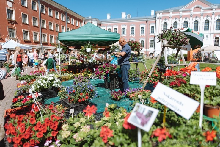 Jelgavas pilsētā notiek Latvijas Stādu dienas 222804