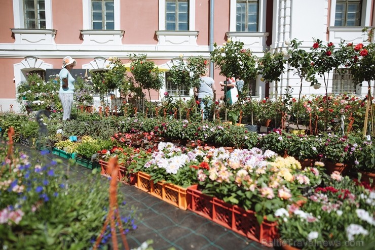 Jelgavas pilsētā notiek Latvijas Stādu dienas 222807