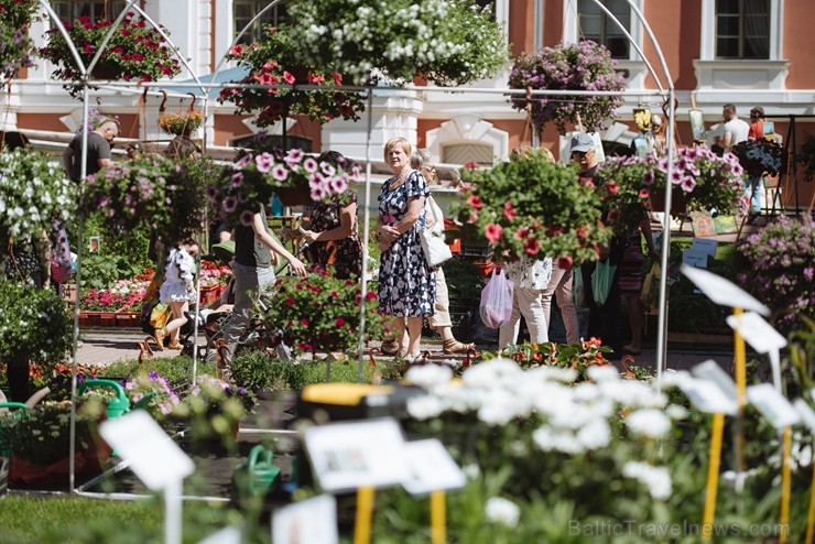 Jelgavas pilsētā notiek Latvijas Stādu dienas 222826