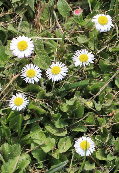 Ikšķilē svinīgi iesvēta Ikšķiles sv.Meinarda Romas katoļu baznīcas zvanu 223356