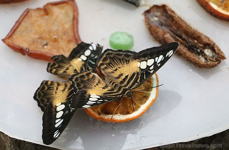 Travelnews.lv apmeklē Konjas taureņu māju «Konya Tropical Butterfly Garden». Atbalsta: Turkish Airlines Travelnews.lv apmeklē Konjas taureņu māju «Konya Tropical Butterfly Garden». Atbalsta: Turkish Airlines 223734