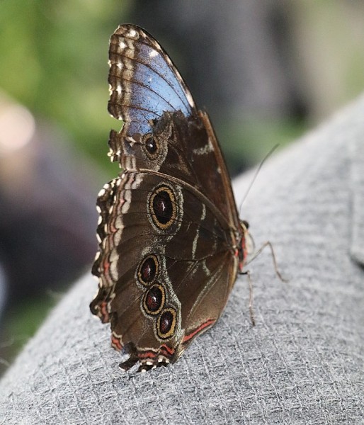Travelnews.lv apmeklē Konjas taureņu māju «Konya Tropical Butterfly Garden». Atbalsta: Turkish Airlines Travelnews.lv apmeklē Konjas taureņu māju «Konya Tropical Butterfly Garden». Atbalsta: Turkish Airlines 223737