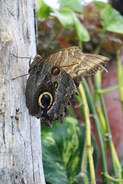 Travelnews.lv apmeklē Konjas taureņu māju «Konya Tropical Butterfly Garden». Atbalsta: Turkish Airlines Travelnews.lv apmeklē Konjas taureņu māju «Konya Tropical Butterfly Garden». Atbalsta: Turkish Airlines 223739