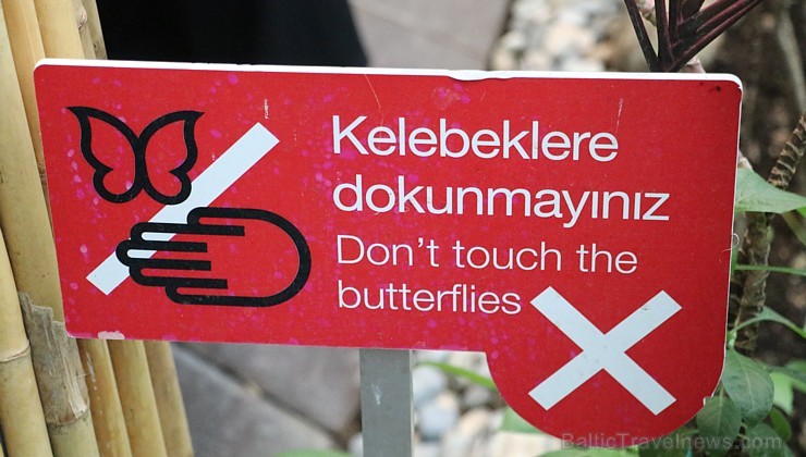 Travelnews.lv apmeklē Konjas taureņu māju «Konya Tropical Butterfly Garden». Atbalsta: Turkish Airlines Travelnews.lv apmeklē Konjas taureņu māju «Konya Tropical Butterfly Garden». Atbalsta: Turkish Airlines 223740