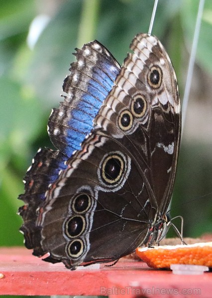 Travelnews.lv apmeklē Konjas taureņu māju «Konya Tropical Butterfly Garden». Atbalsta: Turkish Airlines Travelnews.lv apmeklē Konjas taureņu māju «Konya Tropical Butterfly Garden». Atbalsta: Turkish Airlines 223741