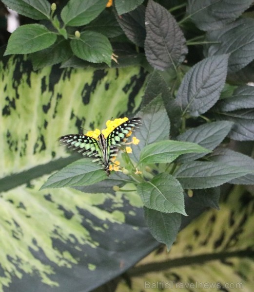 Travelnews.lv apmeklē Konjas taureņu māju «Konya Tropical Butterfly Garden». Atbalsta: Turkish Airlines Travelnews.lv apmeklē Konjas taureņu māju «Konya Tropical Butterfly Garden». Atbalsta: Turkish Airlines 223744