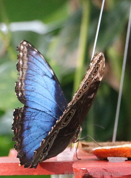 Travelnews.lv apmeklē Konjas taureņu māju «Konya Tropical Butterfly Garden». Atbalsta: Turkish Airlines Travelnews.lv apmeklē Konjas taureņu māju «Konya Tropical Butterfly Garden». Atbalsta: Turkish Airlines 223745