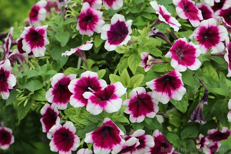Travelnews.lv apmeklē Konjas taureņu māju «Konya Tropical Butterfly Garden». Atbalsta: Turkish Airlines Travelnews.lv apmeklē Konjas taureņu māju «Konya Tropical Butterfly Garden». Atbalsta: Turkish Airlines 223748