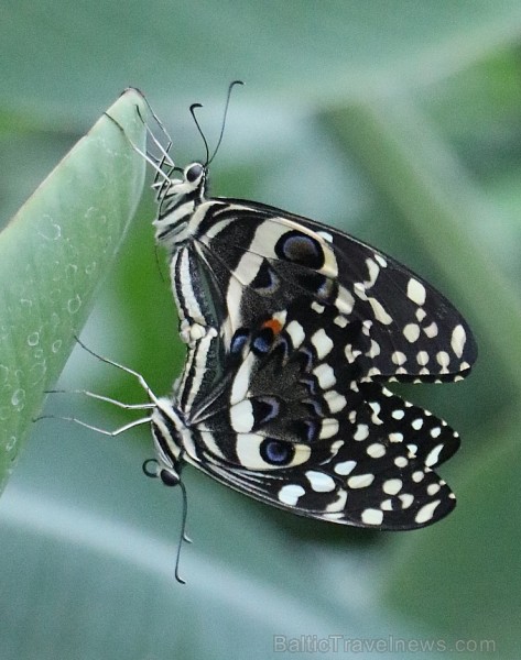 Travelnews.lv apmeklē Konjas taureņu māju «Konya Tropical Butterfly Garden». Atbalsta: Turkish Airlines Travelnews.lv apmeklē Konjas taureņu māju «Konya Tropical Butterfly Garden». Atbalsta: Turkish Airlines 223758