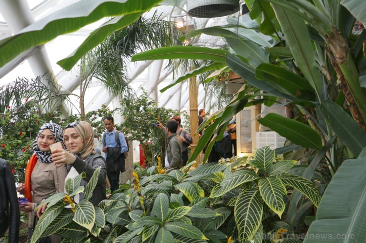 Travelnews.lv apmeklē Konjas taureņu māju «Konya Tropical Butterfly Garden». Atbalsta: Turkish Airlines Travelnews.lv apmeklē Konjas taureņu māju «Konya Tropical Butterfly Garden». Atbalsta: Turkish Airlines 223759