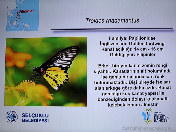 Travelnews.lv apmeklē Konjas taureņu māju «Konya Tropical Butterfly Garden». Atbalsta: Turkish Airlines Travelnews.lv apmeklē Konjas taureņu māju «Konya Tropical Butterfly Garden». Atbalsta: Turkish Airlines 223763