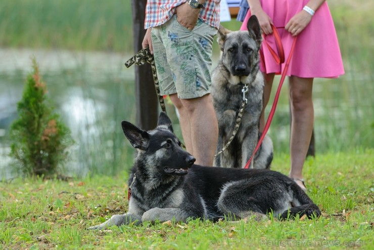Zaubē tiek aizvadīts savvaļas kulinārais festivāls 228431