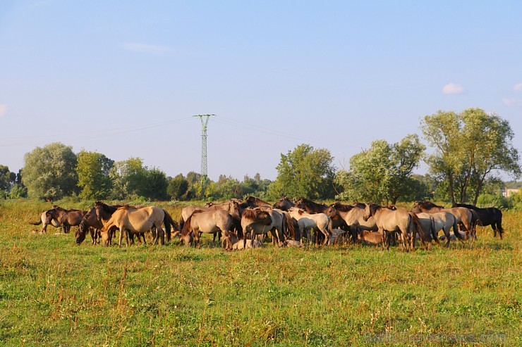 Travelnews.lv apmeklē savvaļas zirgus Jelgavas pļavās 228533