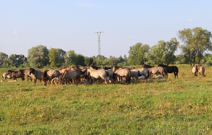 Travelnews.lv apmeklē savvaļas zirgus Jelgavas pļavās 228544