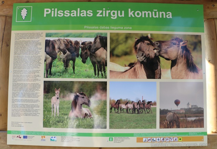 Travelnews.lv apmeklē savvaļas zirgus Jelgavas pļavās 228553