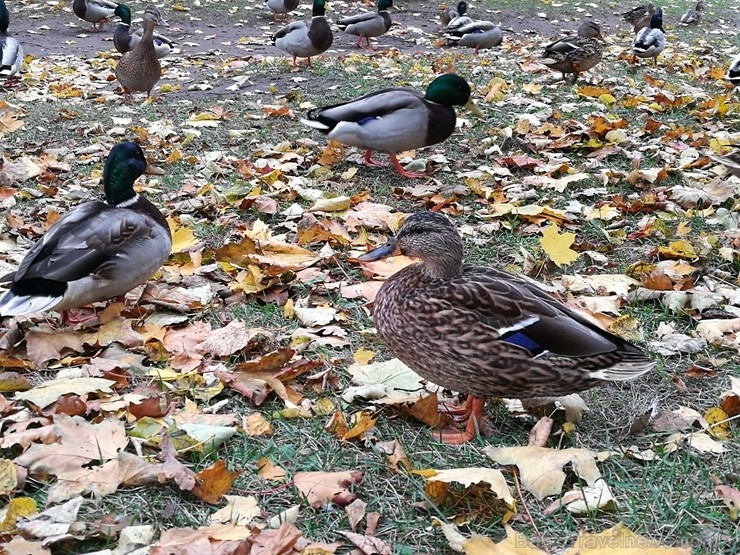 Rīgas parki un dārzi pārklājas rudens zeltā 234695